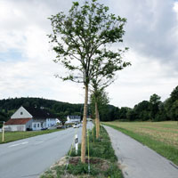 Die verpflanzten Robinien am neuen Standort an der Kreisstraße LAs 14 © Staatliches Bauamt Landshut